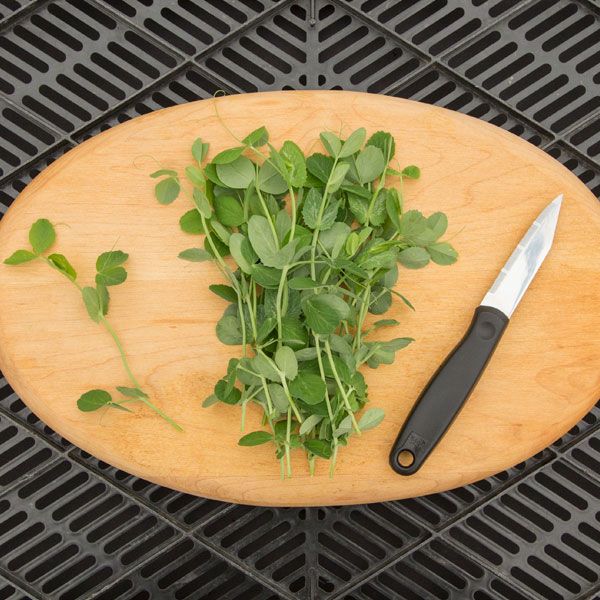 Pea Shoots