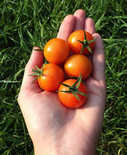 Load image into Gallery viewer, Cherry Tomato
