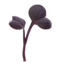 Load image into Gallery viewer, Radish Microgreens
