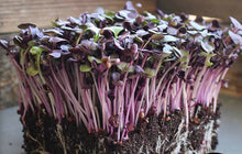 Load image into Gallery viewer, Radish Microgreens
