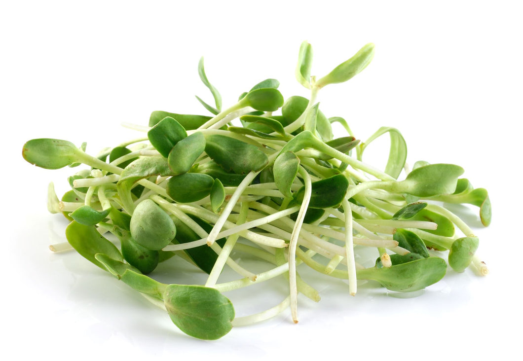 Sunflower Shoots