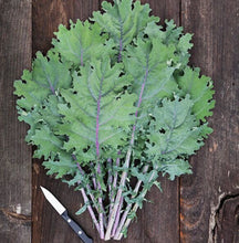 Load image into Gallery viewer, Red Russian Kale
