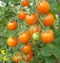 Load image into Gallery viewer, Cherry Tomato
