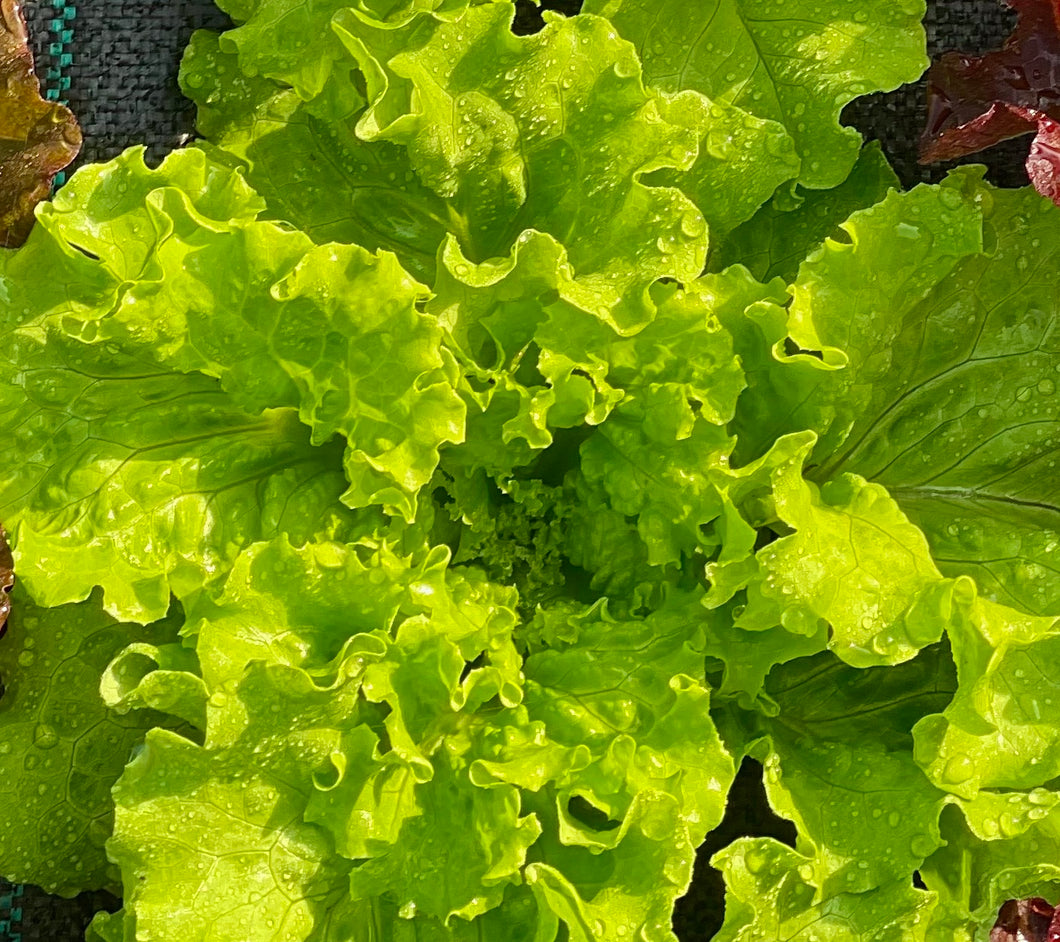 Lettuce - Green Leaf (head)