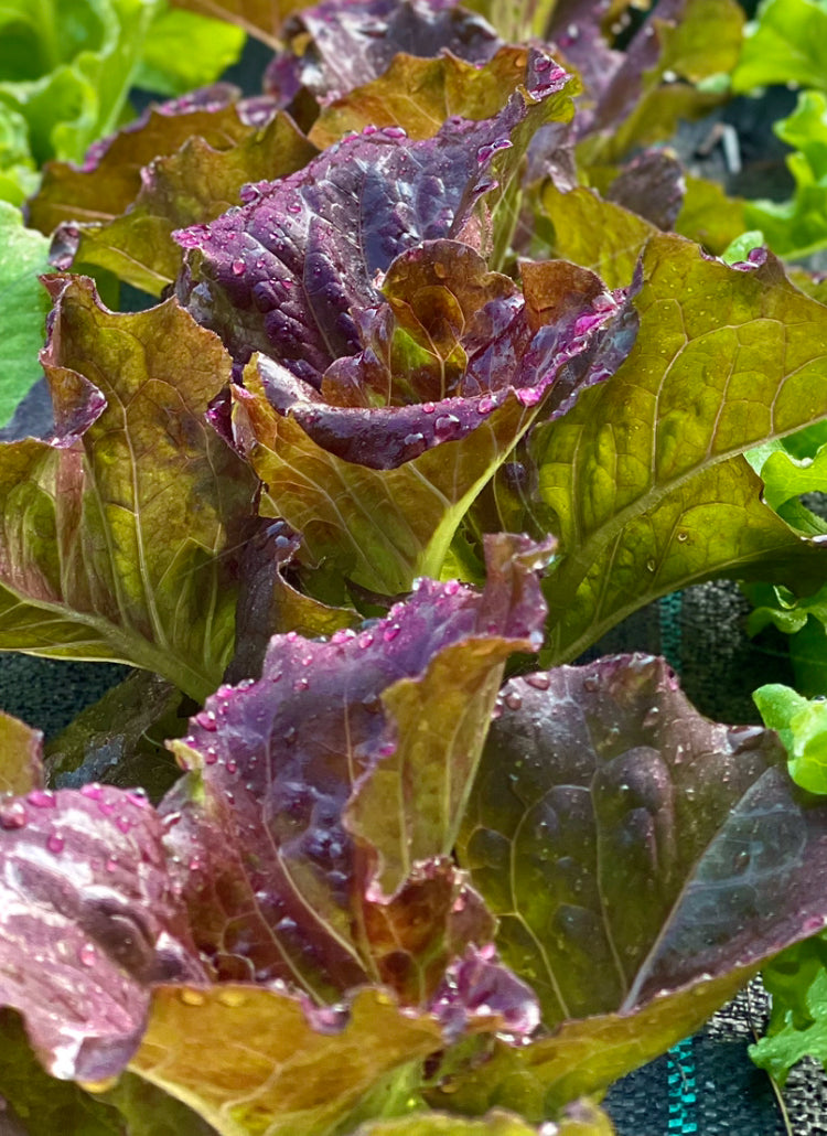 Lettuce - Red Leaf (head)