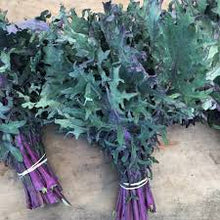 Load image into Gallery viewer, Red Russian Kale
